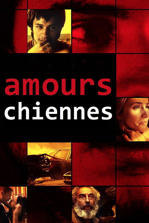 Affiche Amours chiennes
